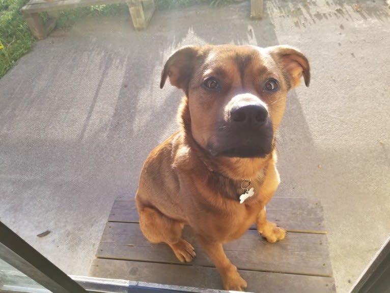 Oso, a Rottweiler and American Pit Bull Terrier mix tested with EmbarkVet.com