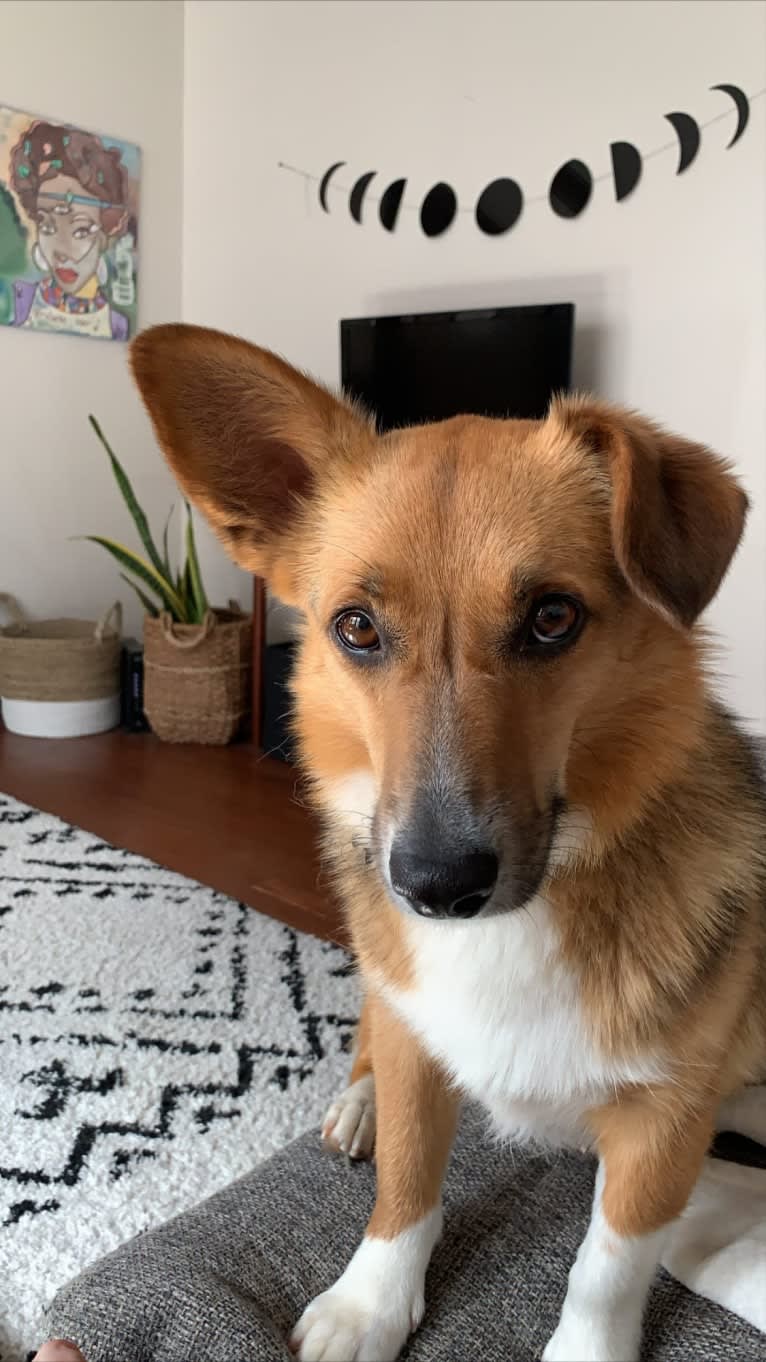 Stevie, a Pembroke Welsh Corgi and Miniature/MAS-type Australian Shepherd mix tested with EmbarkVet.com