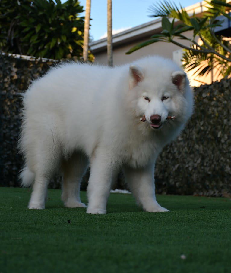 Blue Moon Huskies " Artica ", a Siberian Husky tested with EmbarkVet.com