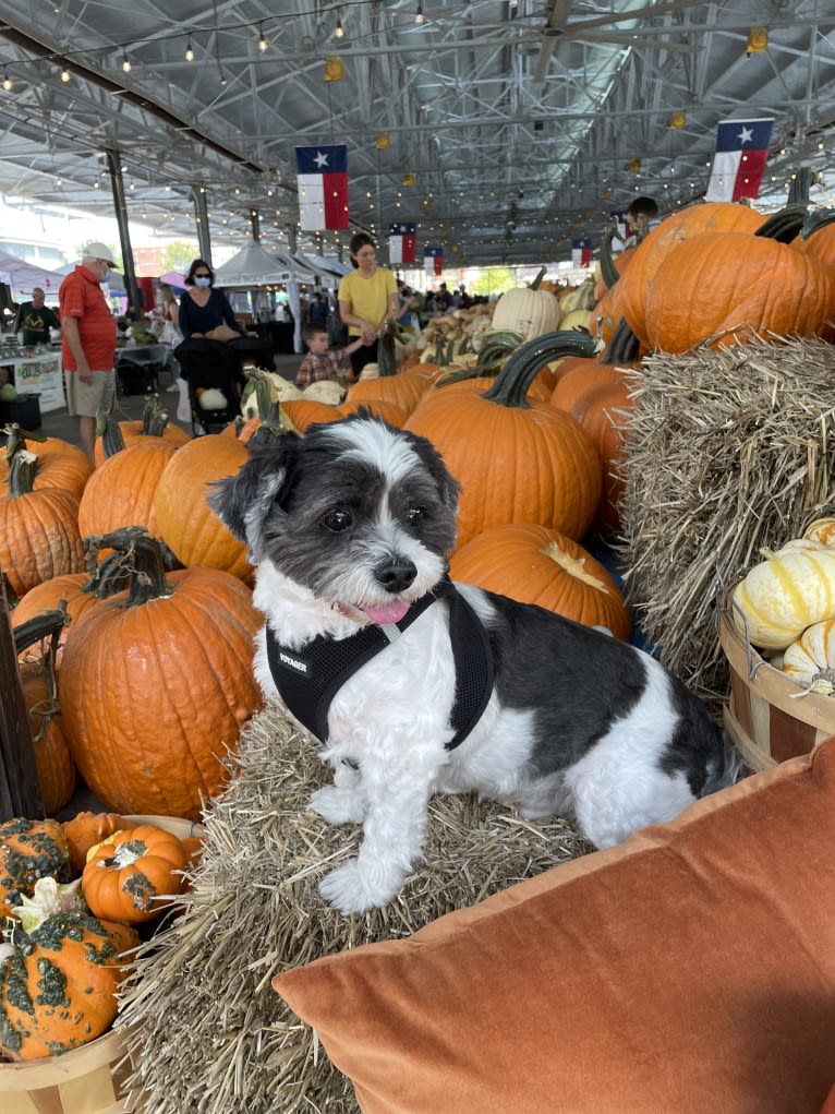 Walter, a Lhasa Apso tested with EmbarkVet.com