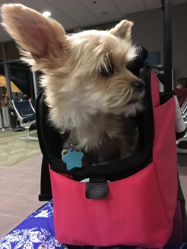 River, a Chorkie tested with EmbarkVet.com