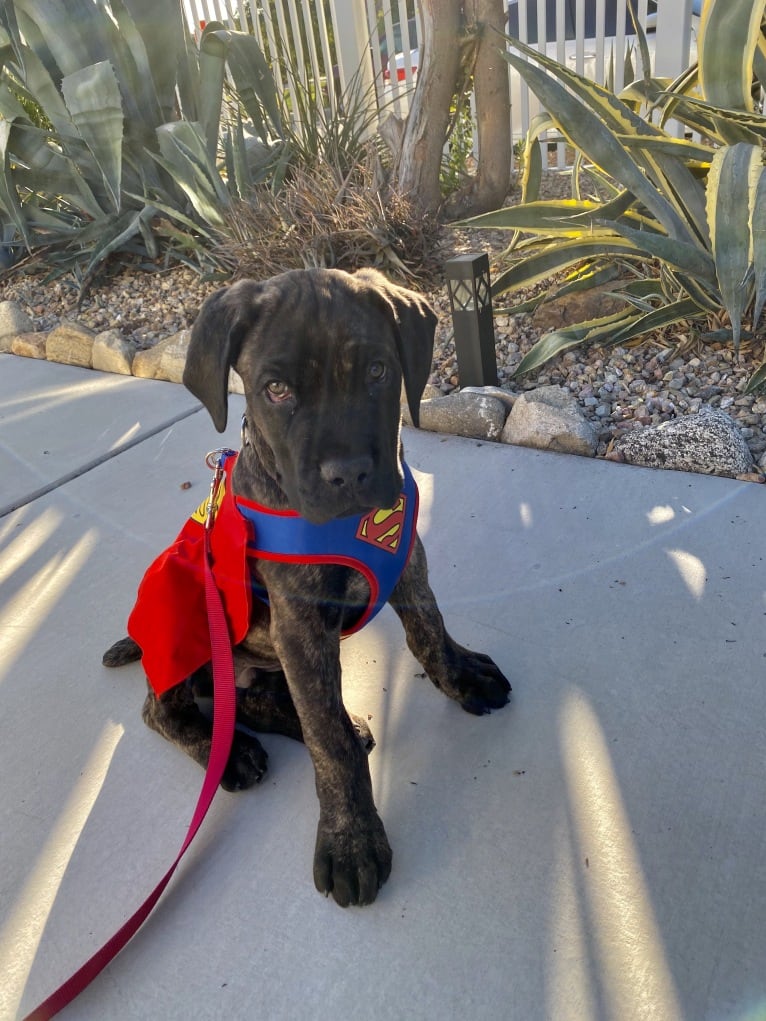 Artie, a Cane Corso tested with EmbarkVet.com