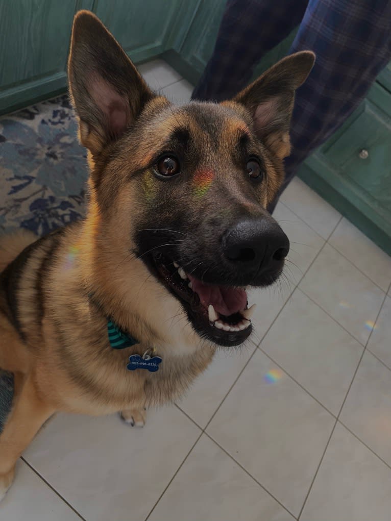 Percy, a Norwegian Elkhound and Australian Cattle Dog mix tested with EmbarkVet.com