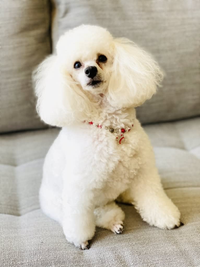 GiGi L'Amour, a Poodle (Small) tested with EmbarkVet.com