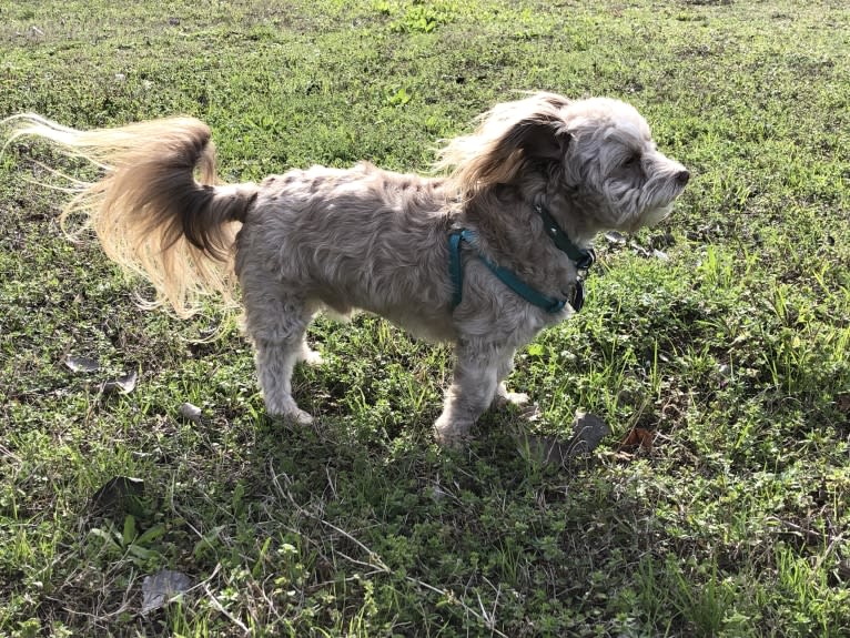 Max, a Chihuahua and Poodle (Small) mix tested with EmbarkVet.com