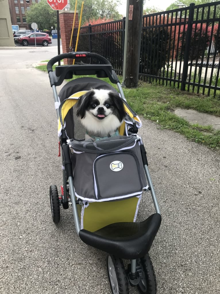 Poe, a Pekingese and Pomeranian mix tested with EmbarkVet.com