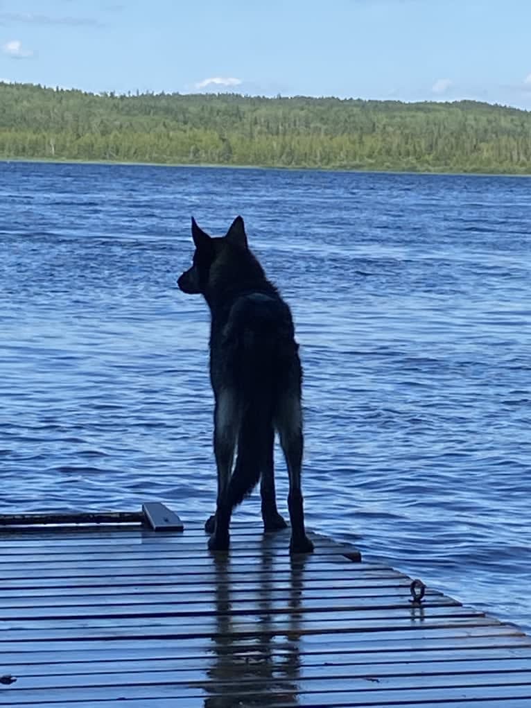 Bo, an Alaskan-type Husky tested with EmbarkVet.com