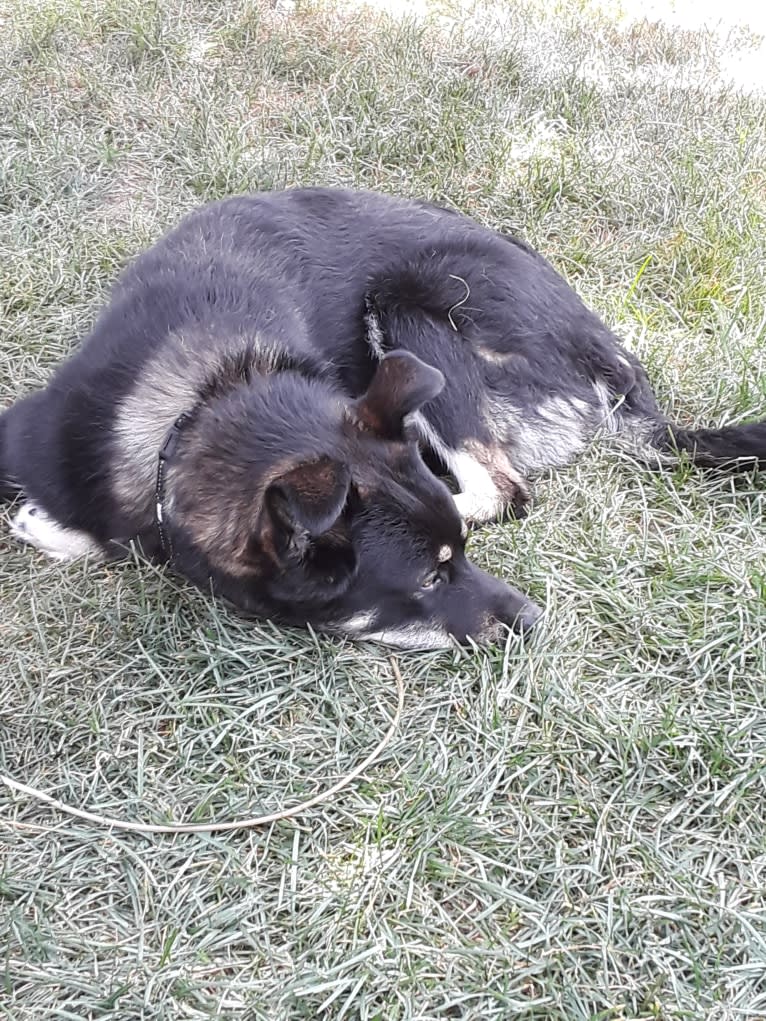 Ringo Starr, a Siberian Husky and Alaskan Malamute mix tested with EmbarkVet.com