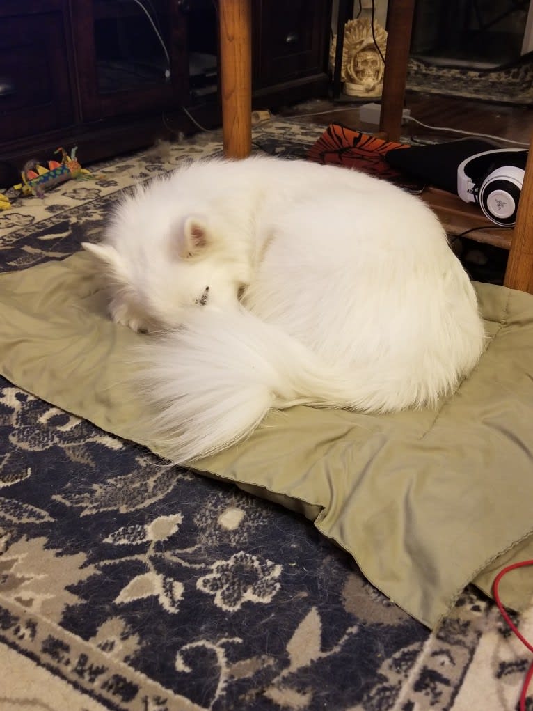 Ghost, an American Eskimo Dog tested with EmbarkVet.com