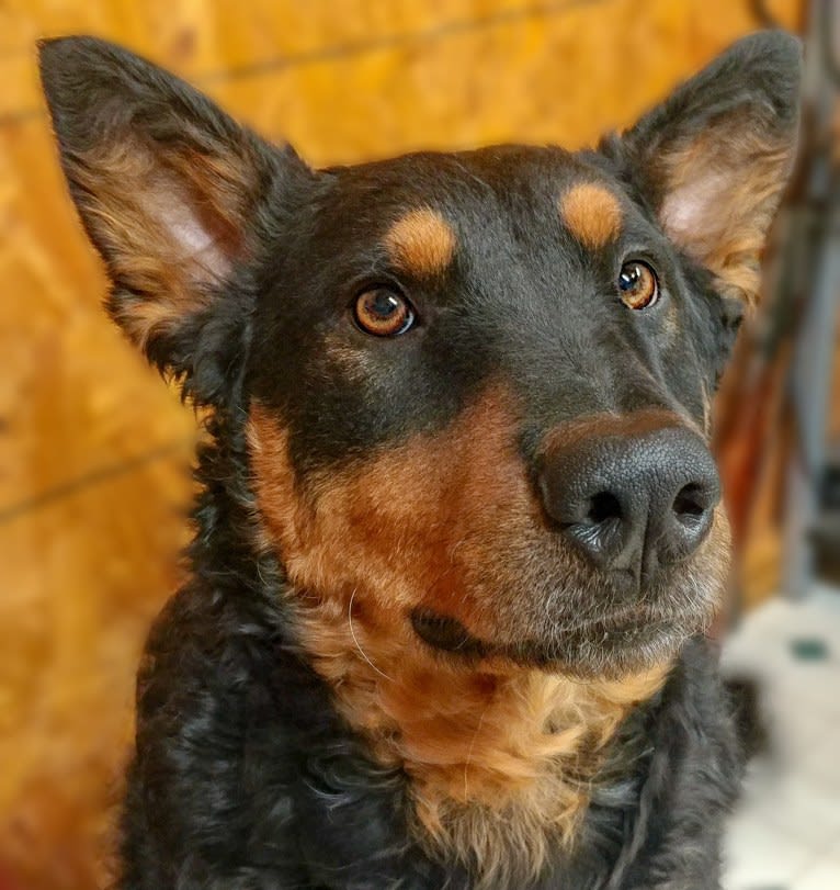 Astharoshe, an Australian Cattle Dog and Chow Chow mix tested with EmbarkVet.com