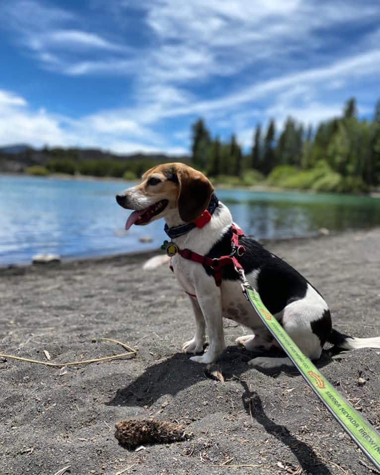 Photo of Zero, a Beagle  in White River, White River Junction, VT, USA