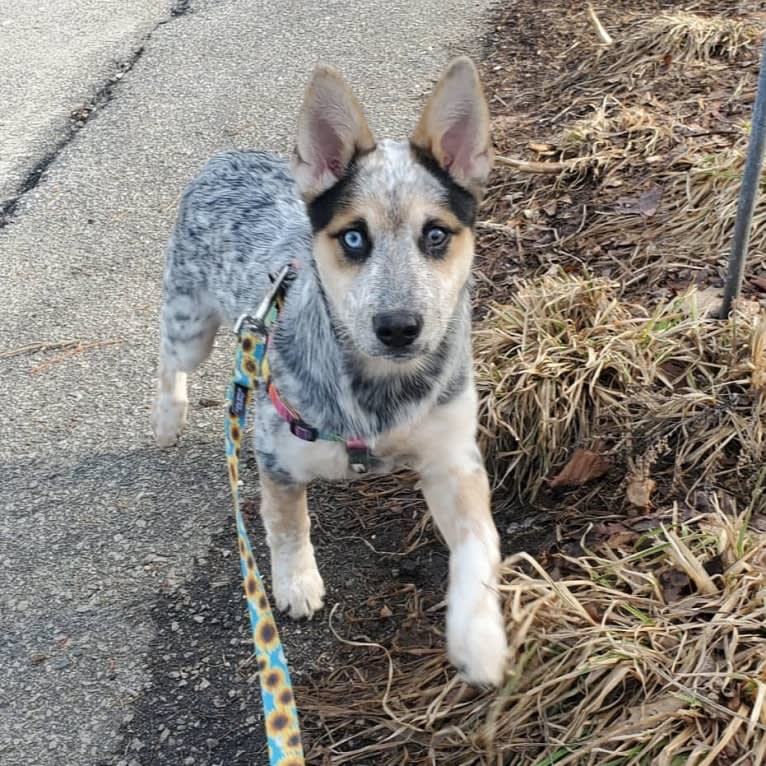 Flora, an Australian Cattle Dog and Siberian Husky mix tested with EmbarkVet.com