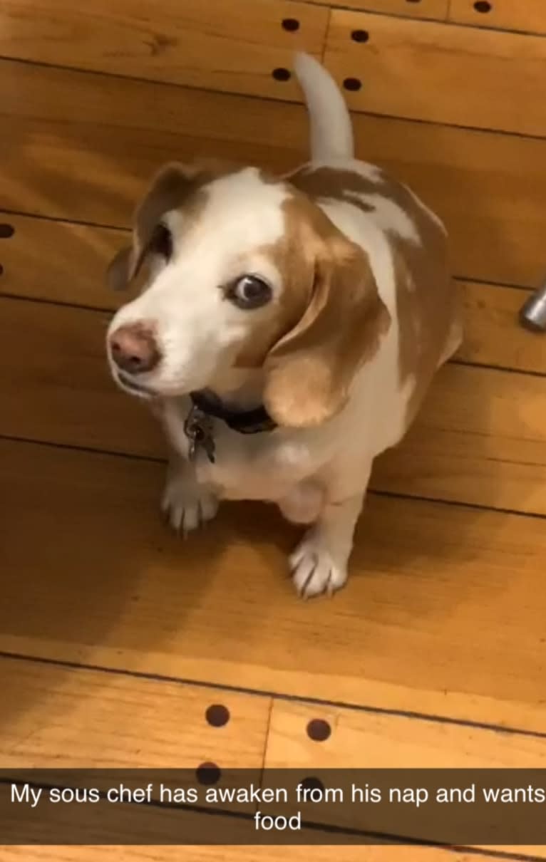 Tucker, a Beagle tested with EmbarkVet.com