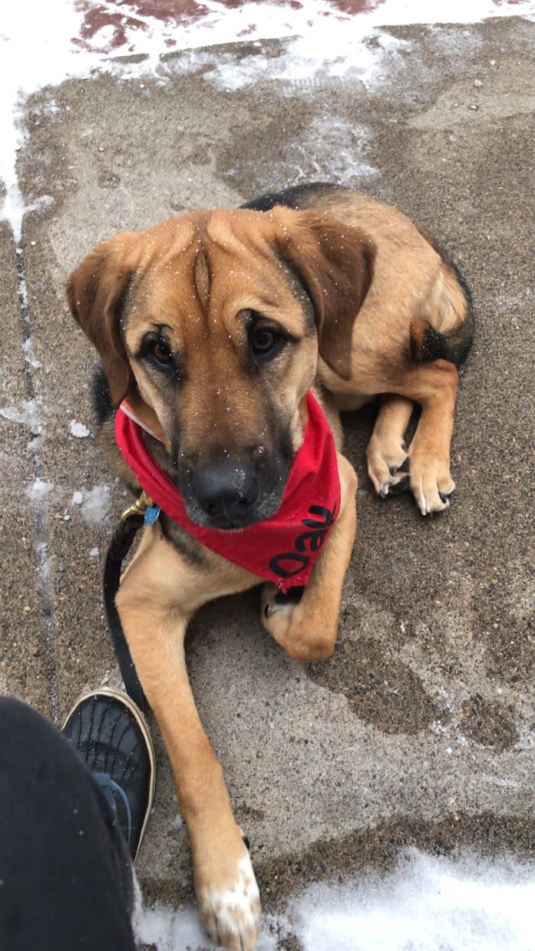 Oak, a Bloodhound and Mastiff mix tested with EmbarkVet.com