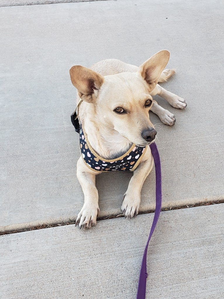 Swivel, a Chihuahua and Poodle (Small) mix tested with EmbarkVet.com