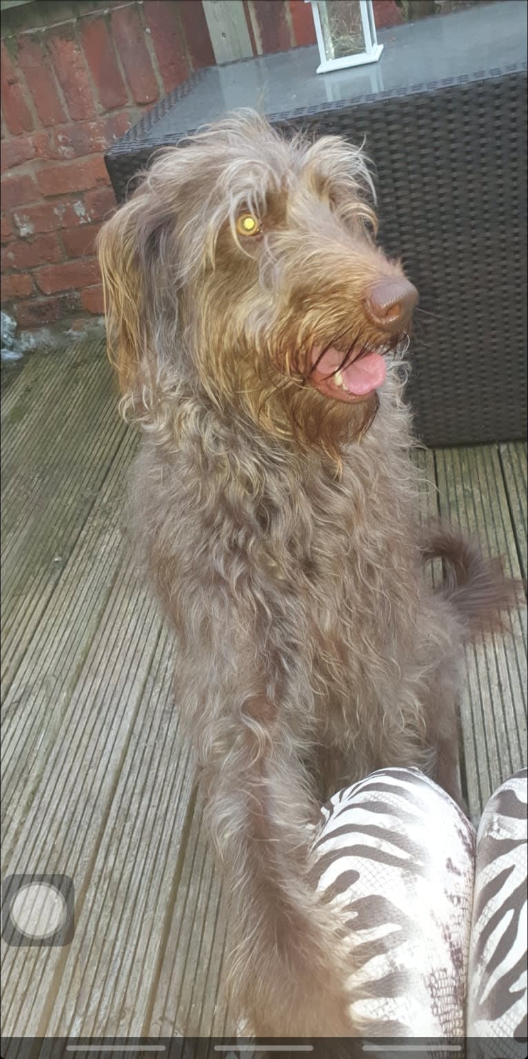 Archie, a Poodle (Standard) and Greyhound mix tested with EmbarkVet.com