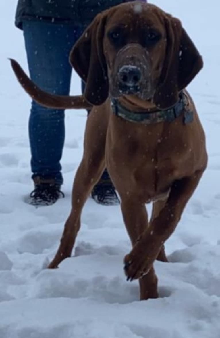 Boone, a Redbone Coonhound tested with EmbarkVet.com