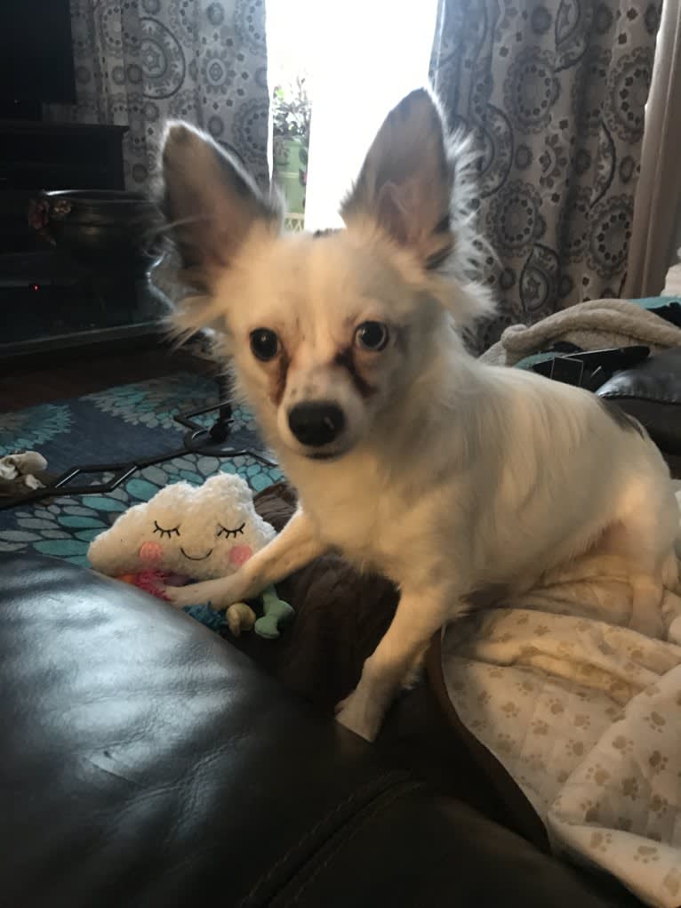 Milo, a Chihuahua tested with EmbarkVet.com