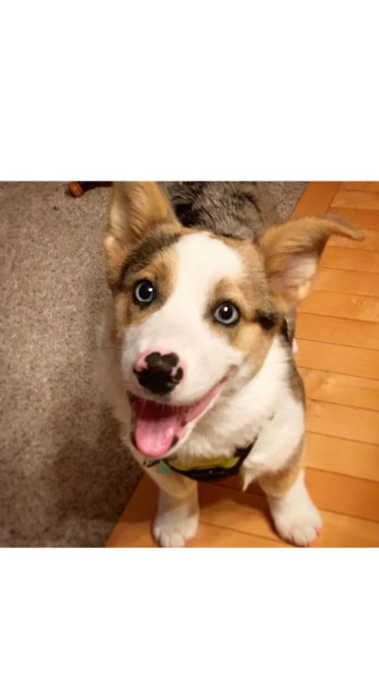 Milo, a Pembroke Welsh Corgi and Australian Shepherd mix tested with EmbarkVet.com