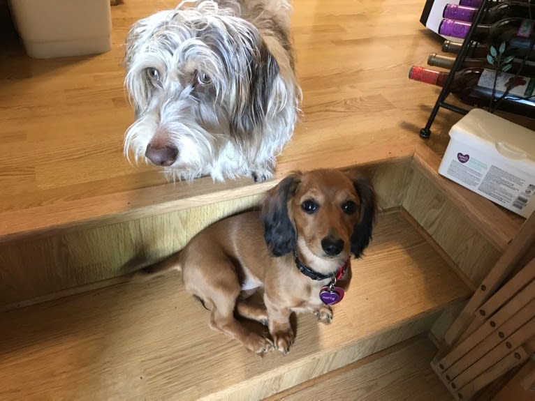 Hattie, a Dachshund (4.3% unresolved) tested with EmbarkVet.com