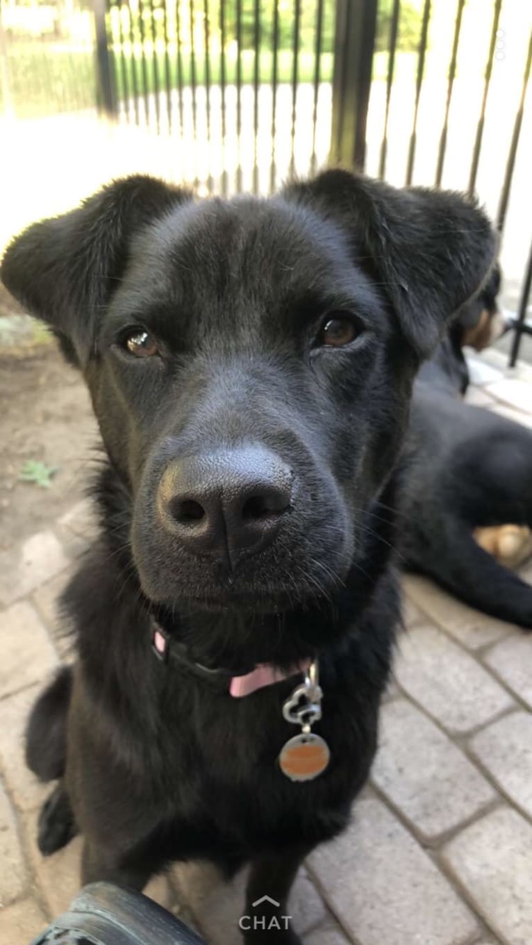 Rio, a Labrador Retriever and Chow Chow mix tested with EmbarkVet.com