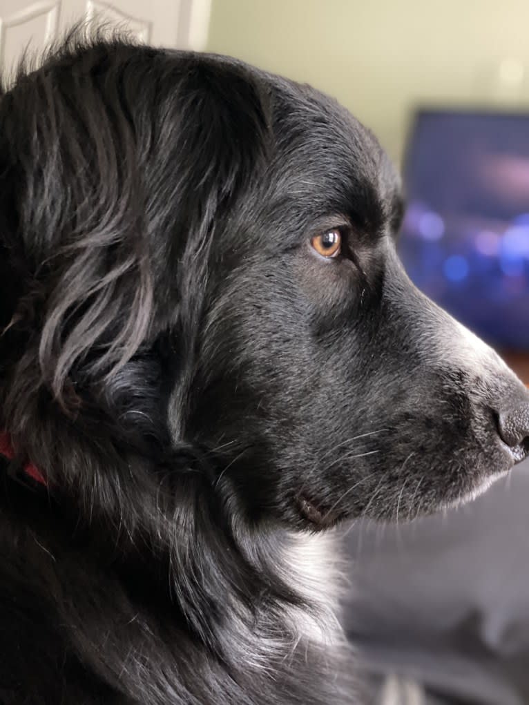 Bowie, a Great Pyrenees and Australian Shepherd mix tested with EmbarkVet.com