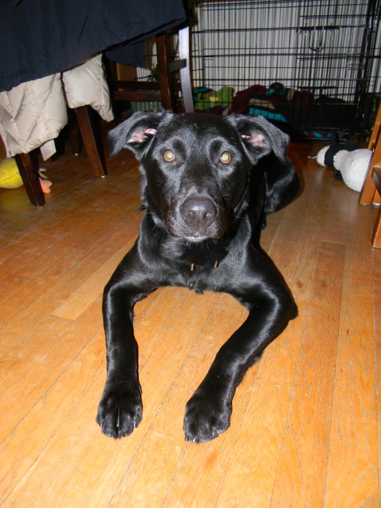 Tyson, a Labrador Retriever and Australian Cattle Dog mix tested with EmbarkVet.com