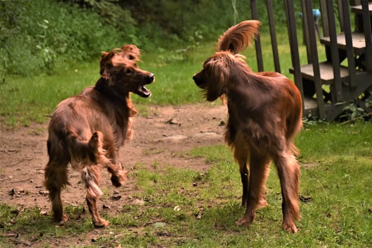 Morgan, an Irish Setter tested with EmbarkVet.com