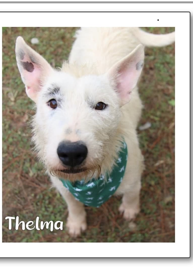 Thelma, a Bull Terrier and American Pit Bull Terrier mix tested with EmbarkVet.com