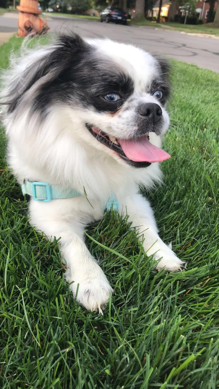 Poe, a Pekingese and Pomeranian mix tested with EmbarkVet.com