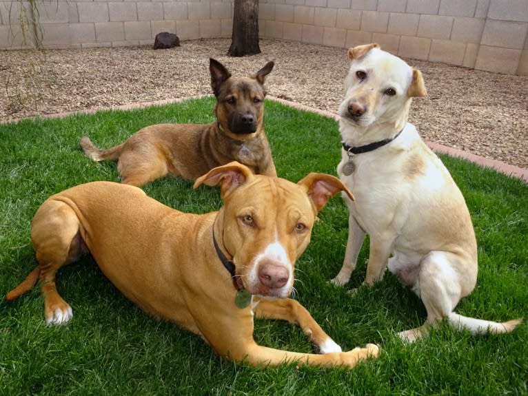 Doc, a Chihuahua and American Pit Bull Terrier mix tested with EmbarkVet.com