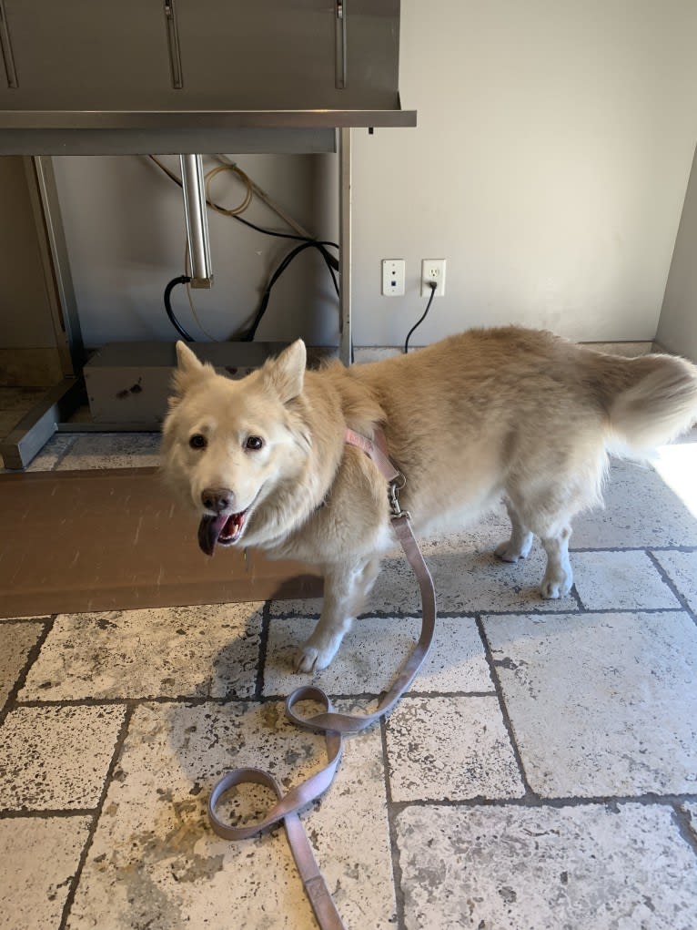 Daisy, a Chow Chow and American Pit Bull Terrier mix tested with EmbarkVet.com