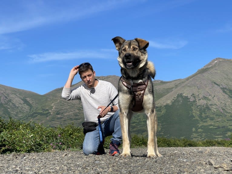 McFly, a Labrador Retriever and German Shepherd Dog mix tested with EmbarkVet.com