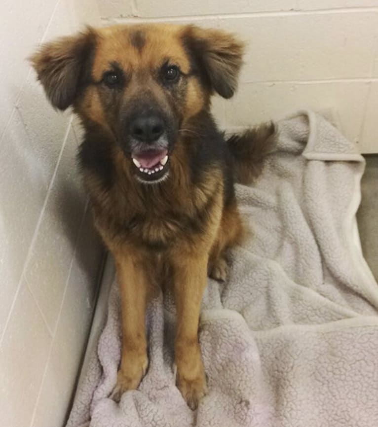 Max, a German Shepherd Dog and Labrador Retriever mix tested with EmbarkVet.com