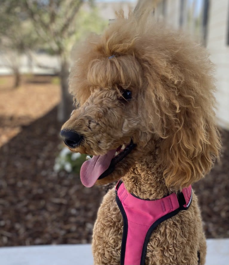 Indie, a Poodle (Standard) tested with EmbarkVet.com