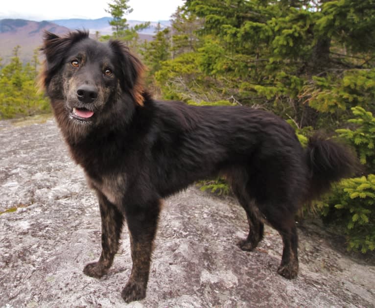 Tuli, a German Shepherd Dog and American Pit Bull Terrier mix tested with EmbarkVet.com