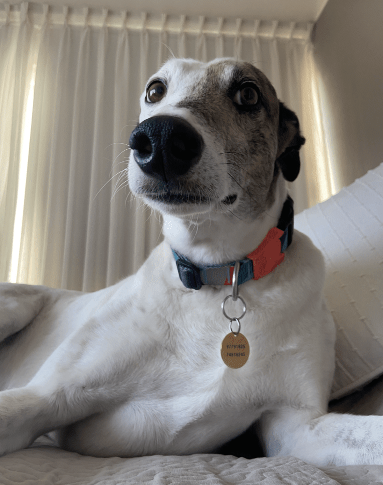 Kenzō, a Greyhound and American Village Dog mix tested with EmbarkVet.com