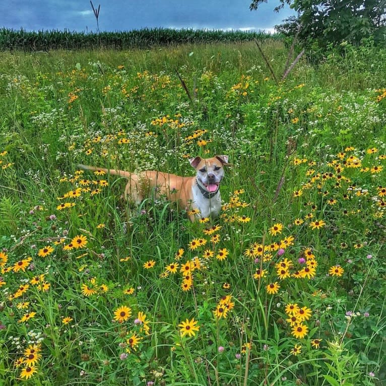 Kita Bonita, an American Bulldog and Chow Chow mix tested with EmbarkVet.com