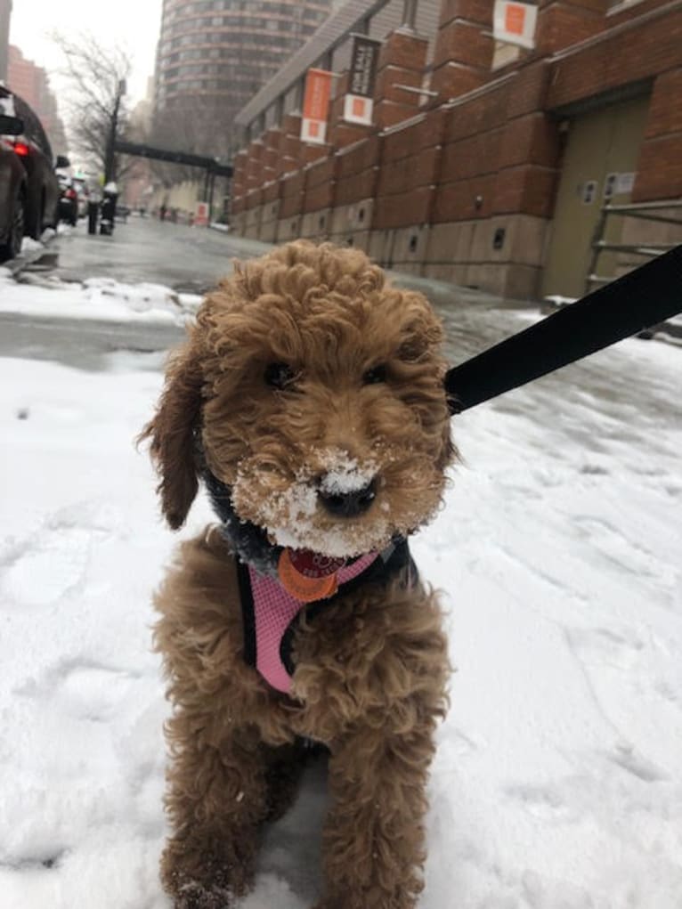 Rosie, a Goldendoodle tested with EmbarkVet.com