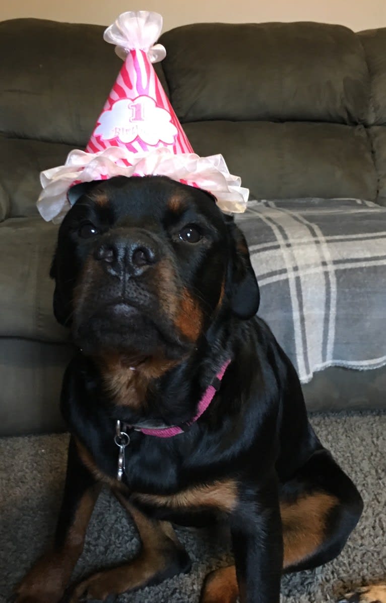 Emma Lou, a Rottweiler tested with EmbarkVet.com