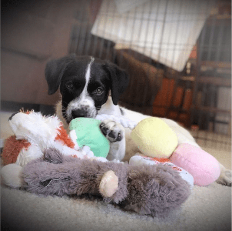 Riley, a German Shorthaired Pointer and Australian Cattle Dog mix tested with EmbarkVet.com