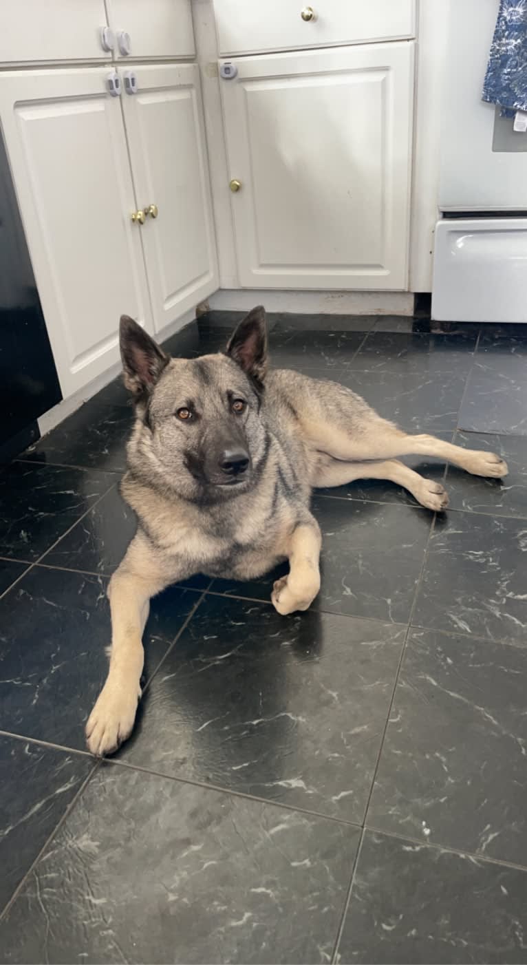 Smokey, a Norwegian Elkhound tested with EmbarkVet.com