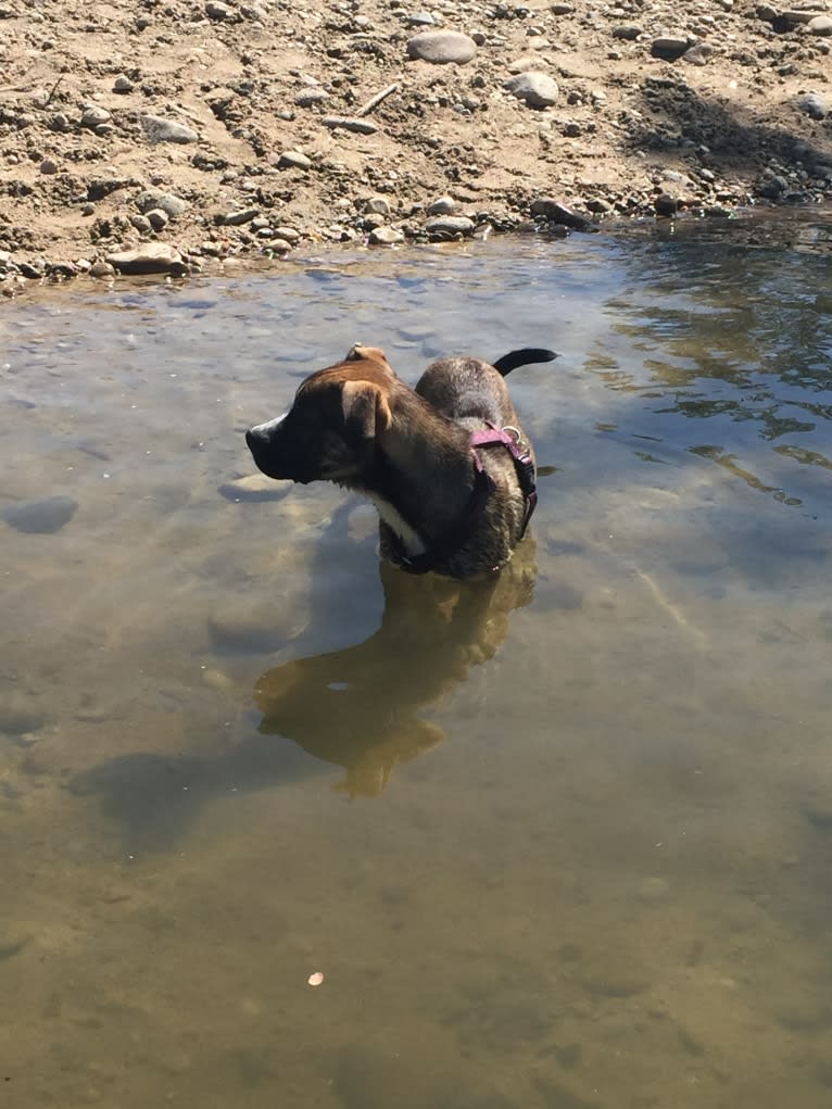 Pepper Ann, an American Bulldog and Siberian Husky mix tested with EmbarkVet.com