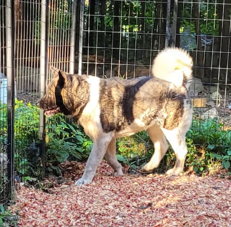 Casey, an Akita tested with EmbarkVet.com