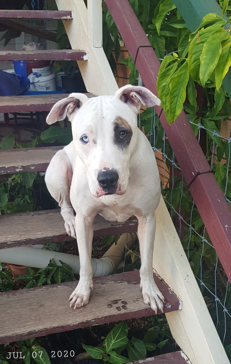 Zeus, an American Pit Bull Terrier and Australian Cattle Dog mix tested with EmbarkVet.com