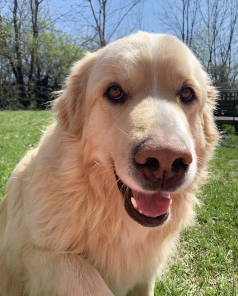 Flynn, a Labrador Retriever and Great Pyrenees mix tested with EmbarkVet.com