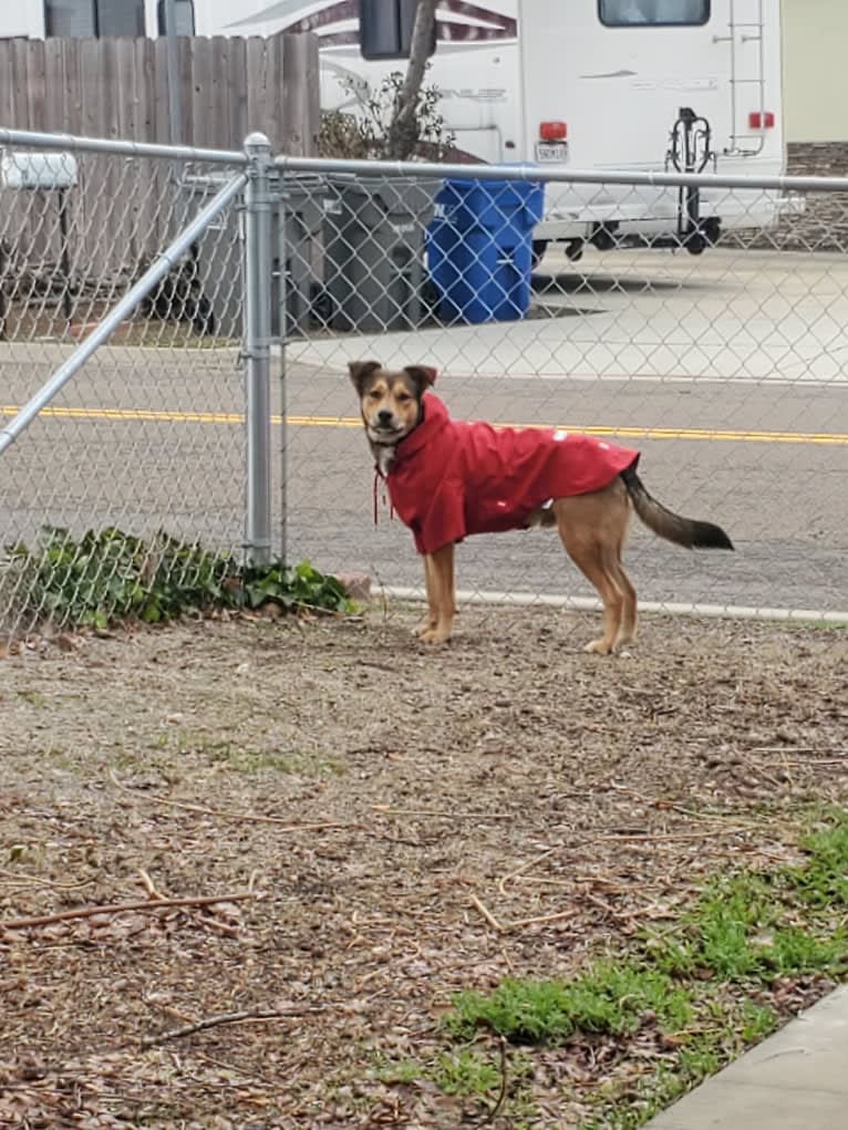 Sheppy, an American Pit Bull Terrier and German Shepherd Dog mix tested with EmbarkVet.com