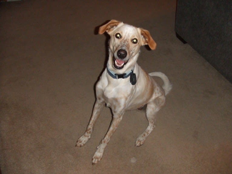 Triscuit, a Labrador Retriever and Brittany mix tested with EmbarkVet.com