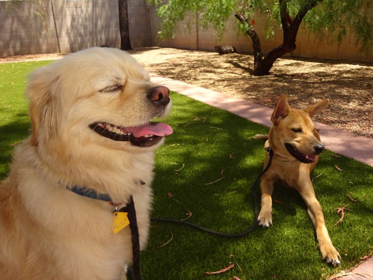 Bean, a Chow Chow and Chihuahua mix tested with EmbarkVet.com