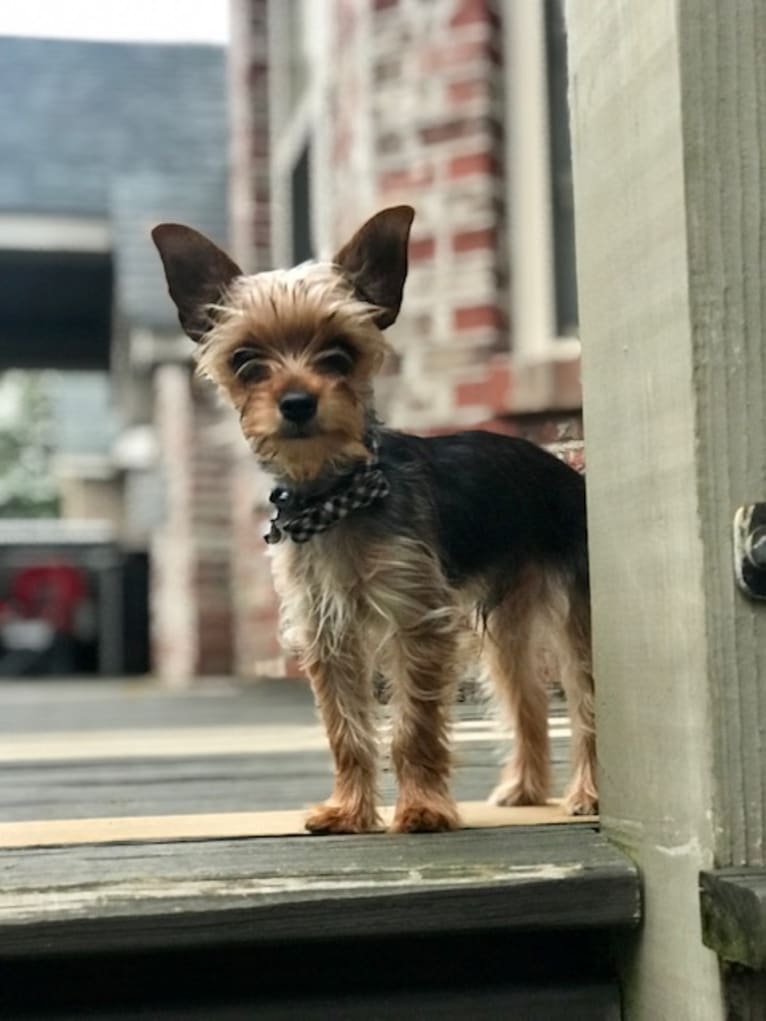 Dodger, a Yorkshire Terrier and Chihuahua mix tested with EmbarkVet.com